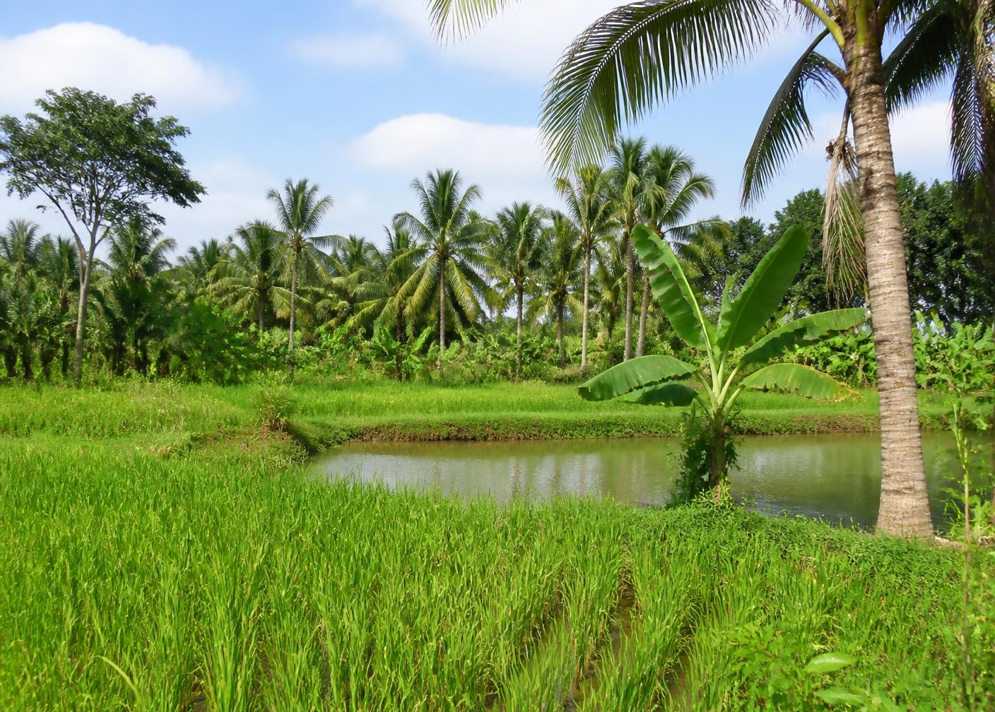 Mixed crop and coconut farm at Tihun